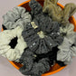 Glitzer g-Scrunchies